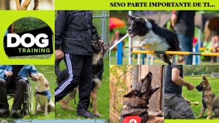 cursos peluqueria canina quito Guarderia canina Cepcan high performance dogs training