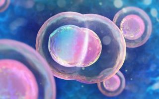 Fertilización in vitro con ICSI transferencia de embriones dentro del útero ENDOGYN