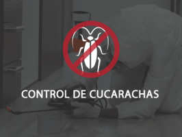 empresas fumigacion cucarachas quito Metroplag Control de Plagas y fumigación