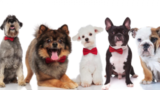 peluquerias caninas en quito Pet Designers Spa Peluquería Canina
