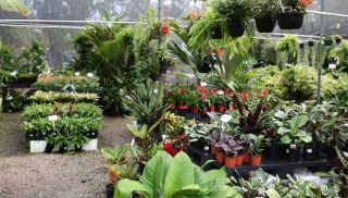 cursos presenciales de jardineria en quito La Jardinería | venta plantas online | jardines diseño mantenimiento | Cumbayá - Quito