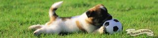 adiestradores caninos en quito Adiestramiento Guarderia y Peluqueria Buenos Hábitos Servicios Caninos