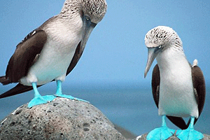 Galapagos Island-Hopping tours and boat cruises with responsible operators