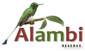 lovebirds quito Alambi Reserve