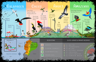 bird protection quito San Jorge Eco-lodge Tandayapa - Hummingbird Sanctuary
