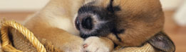 alojamientos para perros en quito Adiestramiento Guarderia y Peluqueria Buenos Hábitos Servicios Caninos