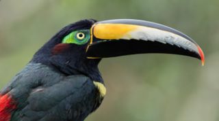 lovebirds quito San Jorge Eco-lodge Tandayapa - Hummingbird Sanctuary