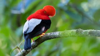 lovebirds quito San Jorge Eco-lodge Tandayapa - Hummingbird Sanctuary